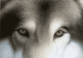 wolf